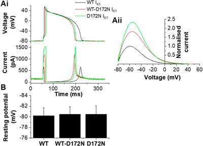 Investigation of the Effects of the Short QT Syndrome D172N Kir2.1 Mutation on Ventricular Action Potential Profile Using Dynamic Clamp